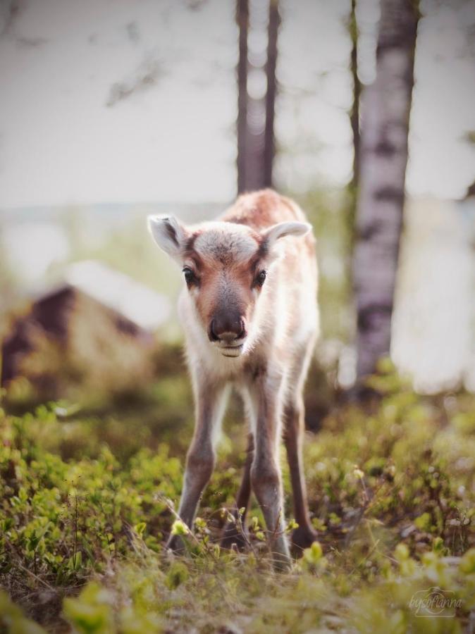 Beautiful rural experience with reindeer Villa Tervola Exterior foto